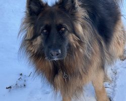 King shepherd for adoption