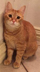 Farina - orange tabby cat for adoption fort worth texas