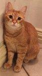 Farina - Orange Tabby Cat For Adoption Fort Worth Texas