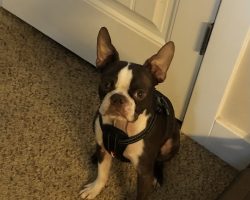 Boston terrier for adoption
