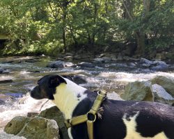 Jack russell terrier border collie mix dog for adoption in washington dc