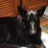 Spirit Is A Black German Shepherd Collie Mix Dog For Adoption In Palm Beach Gardens Florida