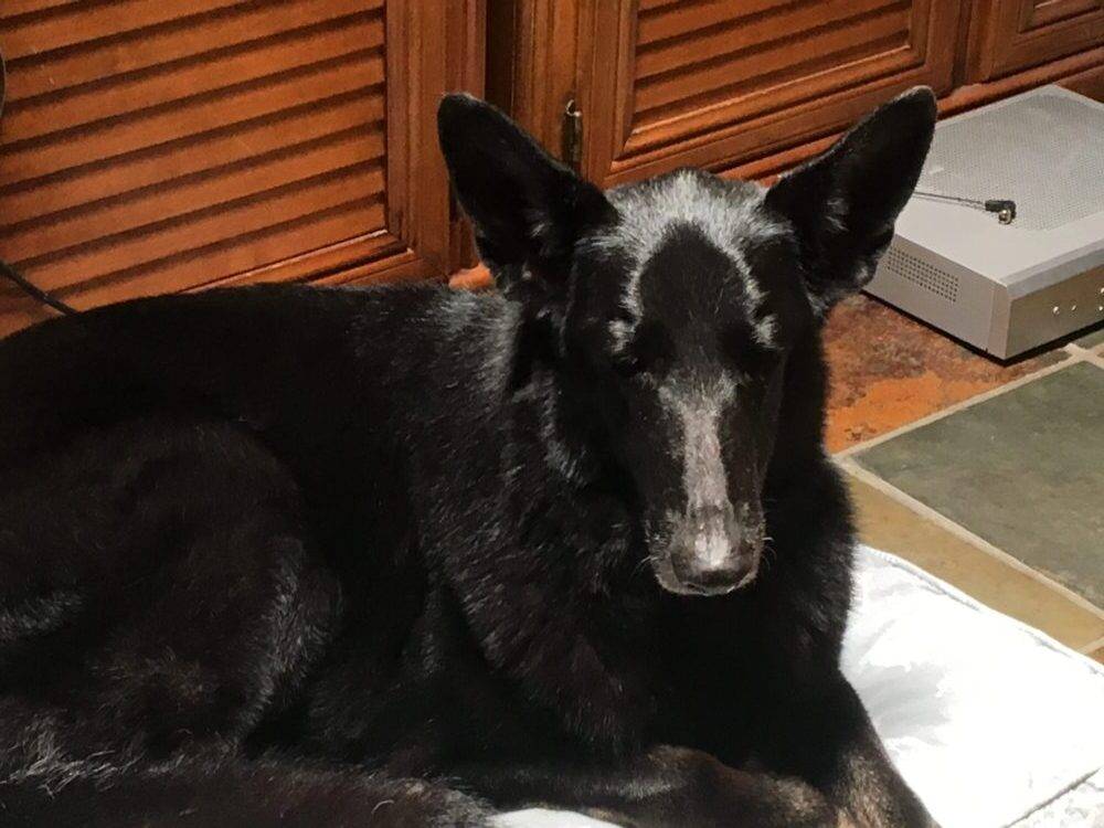Spirit is a black German Shepherd Collie Mix Dog For Adoption in Palm Beach Gardens Florida