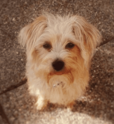 Rehomed Adorable Yorkshire Terrier Jack Russell Terrier Mix