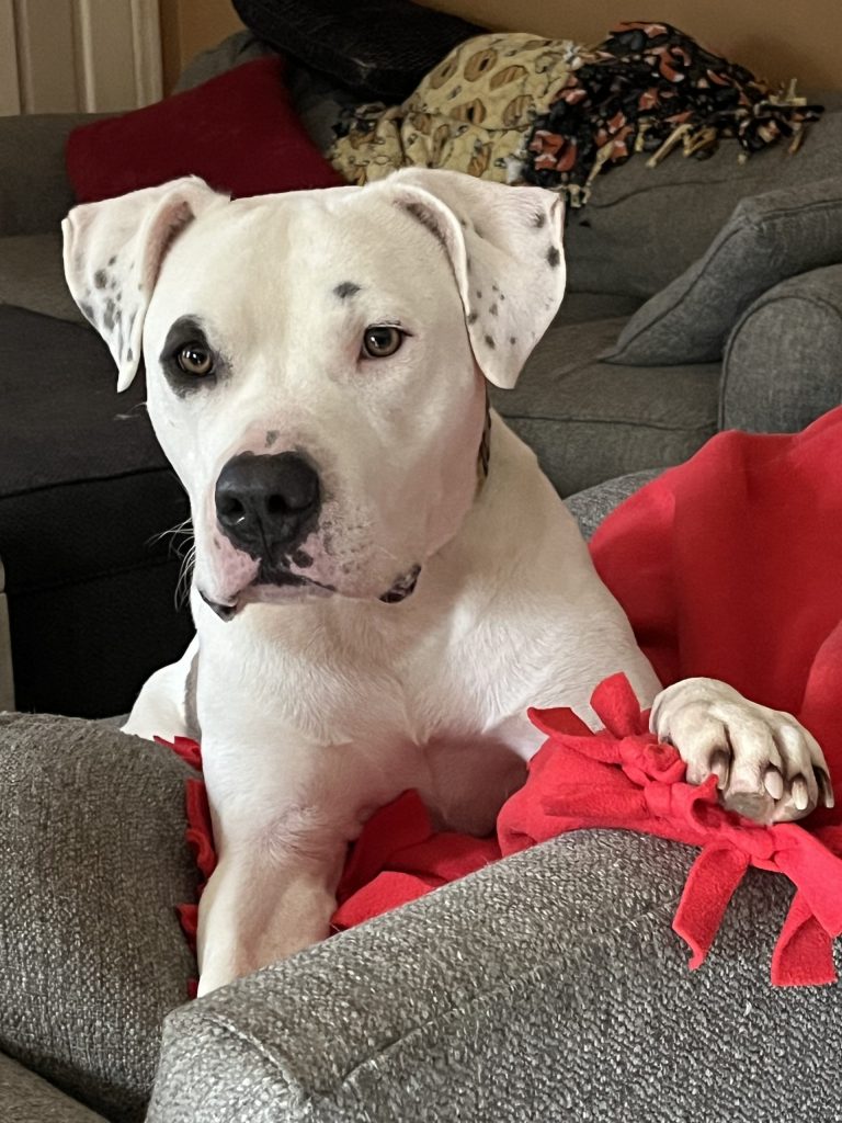 American staffordshire amstaff dog for adoption near raleigh nc