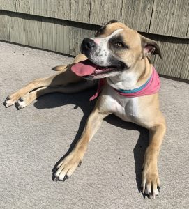 Dog for adoption in coquitlam