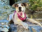 Beagle Labrador Retriever Mix Dog For Adoption In Calgary AB - Freckles Sits On A Shale Covered Hill Before A Mountain Gorge On A Hike In The Rocky Mountains.