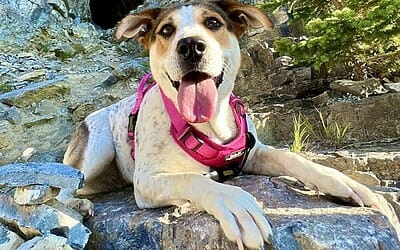 1 amazing beagle labrador retriever mix dog for adoption in calgary ab – adopt freckles