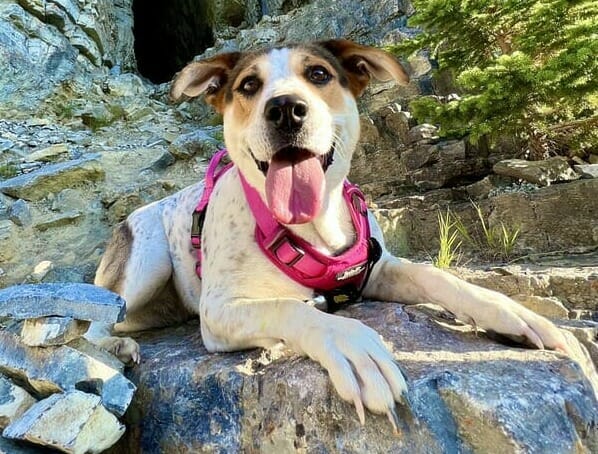 Beagle Labrador Retriever Mix Dog For Adoption in Calgary AB - Freckles sits on a shale covered hill before a mountain gorge on a hike in the Rocky Mountains.