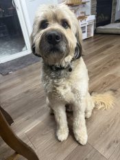 Chewy, A Bouvier Des Flandres, Labrador Retriever, Great Pyrenees, Saint Bernard Mix Dog For Adoption In Edmonton (sherwood Park) Ab.