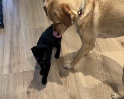 Dog for adoption in spring valley ca