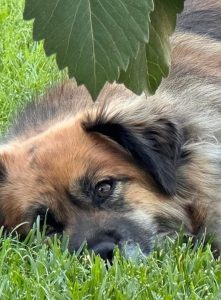 Finn, a German Shepherd Siberian Husky mix dog for adoption in Edmonton. Finn is outdoors lying on the grass.