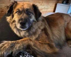 Finn, a german shepherd siberian husky mix dog for adoption in edmonton. Finn looks at the camera.