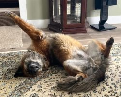 Finn, a german shepherd siberian husky mix dog for adoption in edmonton. Finn strikes a funny "dog yoga" pose.