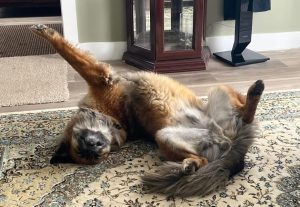 Finn, a German Shepherd Siberian Husky mix dog for adoption in Edmonton. Finn strikes a funny "DOG YOGA" pose.