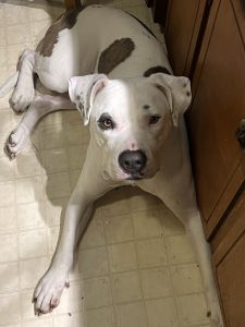 american staffordshire amstaff dog for adoption near raleigh nc