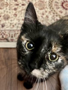 manx cat for adoption in memphis Photo manx cat for adoption in memphis