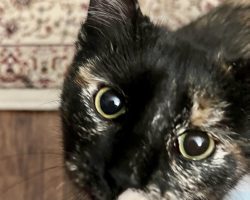 Manx cat for adoption in memphis