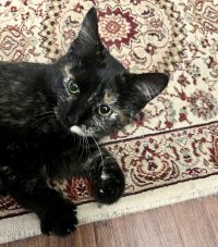 Stunning Tortoiseshell Manx Cat For Adoption In Memphis (Bartlett), TN – Meet Adorable Sweetie Pie
