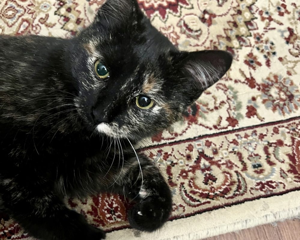 Stunning Tortoiseshell Manx Cat For Adoption in Memphis (Bartlett), TN – Meet Adorable Sweetie Pie