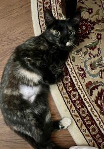 manx cat for adoption in memphis Photo manx cat for adoption in memphis