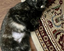 Manx cat for adoption in memphis