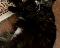 Manx cat for adoption in memphis
