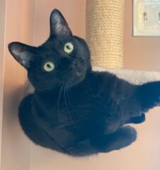 Black Cat For Adoption In Indanapolis In
