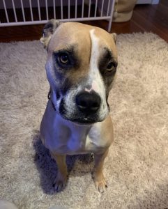Dog for adoption in coquitlam