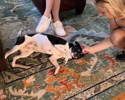 Jack russell terrier border collie mix dog for adoption in washington dc
