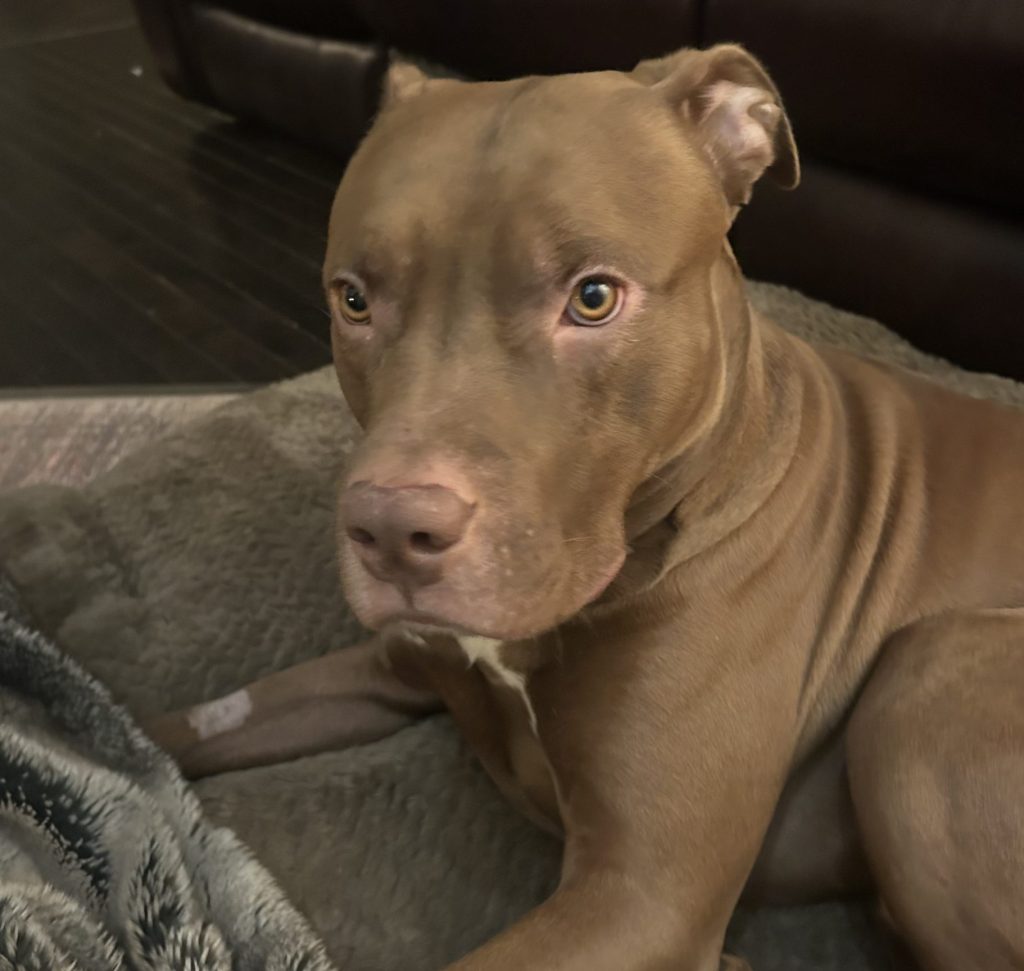 Red-Nosed Pitbull Dog for Adoption in Edmonton AB – Meet Duke