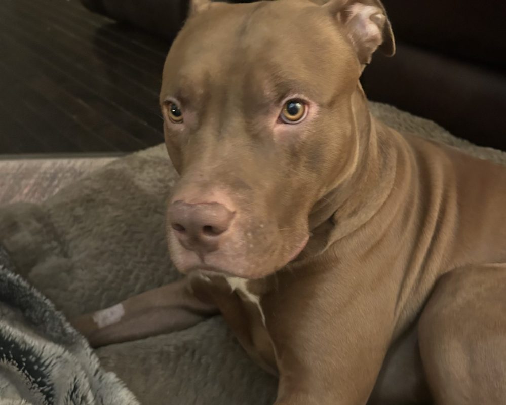 Red-Nosed Pitbull Dog for Adoption in Edmonton AB – Meet Duke