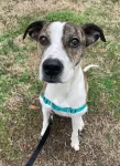 Brindle boxer lab mix dog for adoption