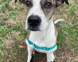 Brindle boxer lab mix dog for adoption