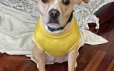 Chihuahua bulldog mix dog for adoption in charlotte nc by owner – butter’s bark story
