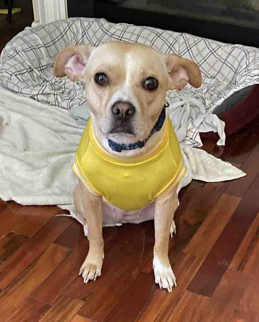 chihuahua-bulldog-mix-dog-for-adoption-in-charlotte-nc-by-owner