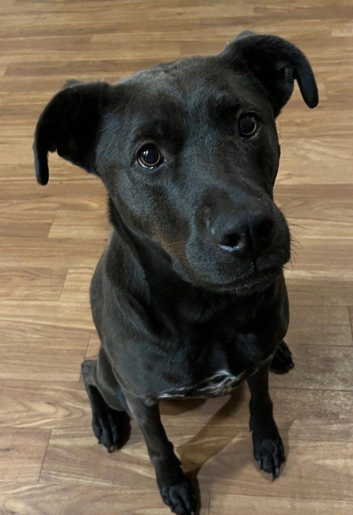 Border Collie Labrador Retreiver mix dog called Thea. She has cute "winged" ears like the Flying nun. Thea is seeking a new home in Colorado Springs CO