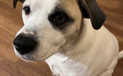 Labrador Retriever American Bulldog Mix Dog for Adoption in Colorado Springs CO – Adopt Roosevelt