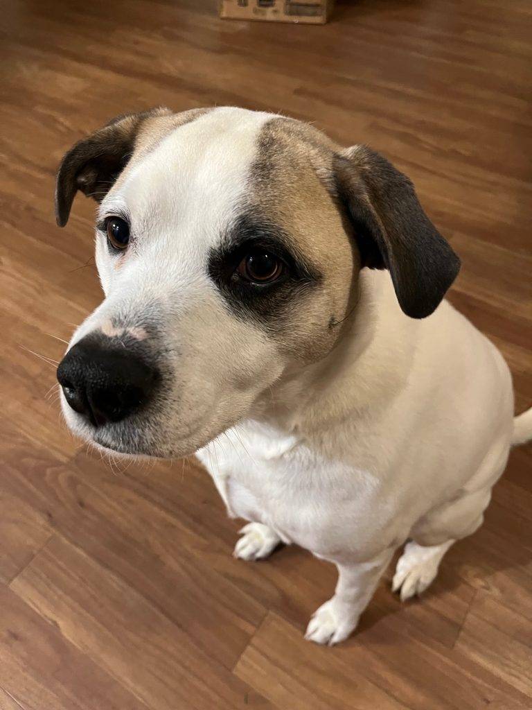 Brown and white dog an american bulldog crossed with labrador retriever called roosevelt that is available for adoption in colorado springs co