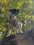 Jack Russell Terrier Border Collie Mix Dog For Adoption in Washington DC