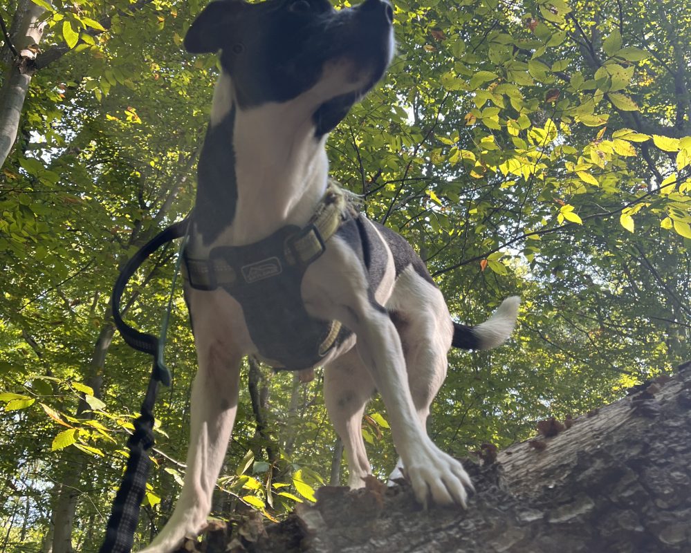 Jack Russell Terrier Border Collie Mix Dog For Adoption in Washington DC