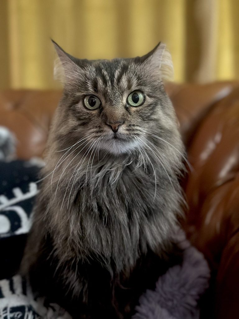 Precious maine coon cat for adoption in philadelphia – meet nova