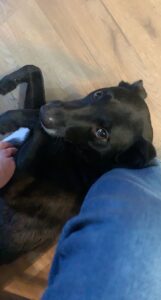 Border collie dog for adoption in lloydminster ab