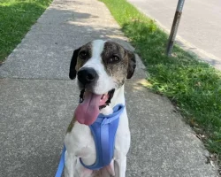 Brindle boxer lab mix dog for adoption