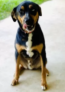 Ice, a rottweiler mix dog for adoption near shreveport louisiana sits before the camera, as if posing for his mug shot.