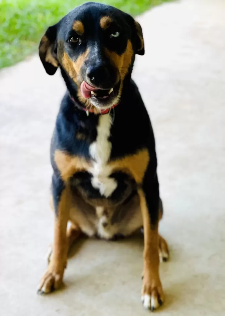 Ice, a Rottweiler mix dog for adoption near Shreveport Louisiana sits before the camera, as if posing for his mug shot.