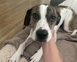Brindle boxer lab mix dog for adoption