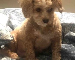 Maltipoo dog for adoption in edmonton alberta