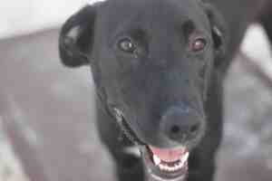 Black labrador retriever mix dog for adoption in chula vista ca – meet duck