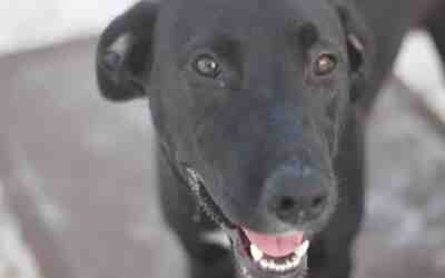 Black labrador retriever mix dog for adoption in chula vista ca – meet duck